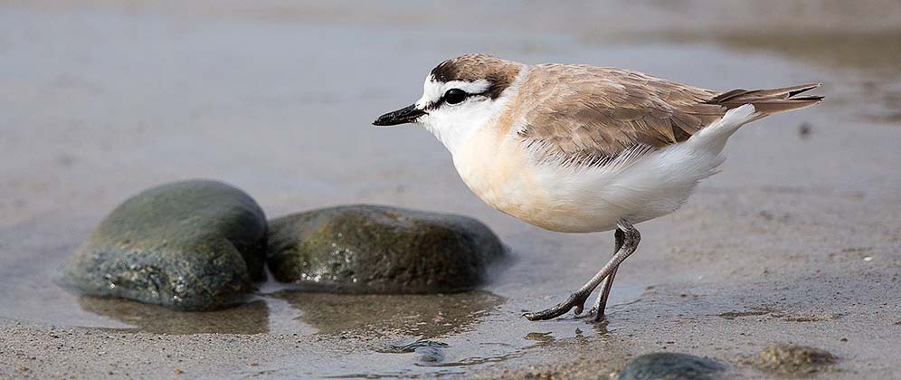 White-fronted Plover